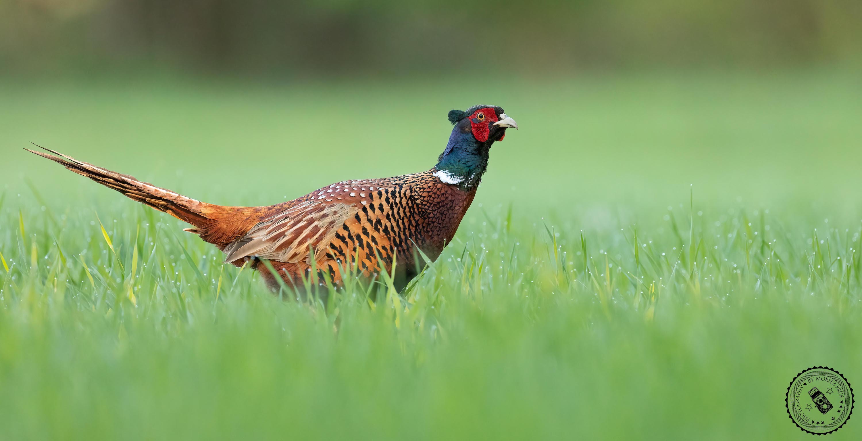 Jagdfasan auf Nahrungssuche