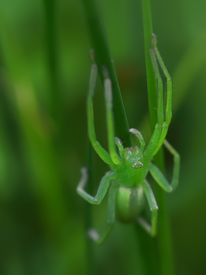 Viele Augen...