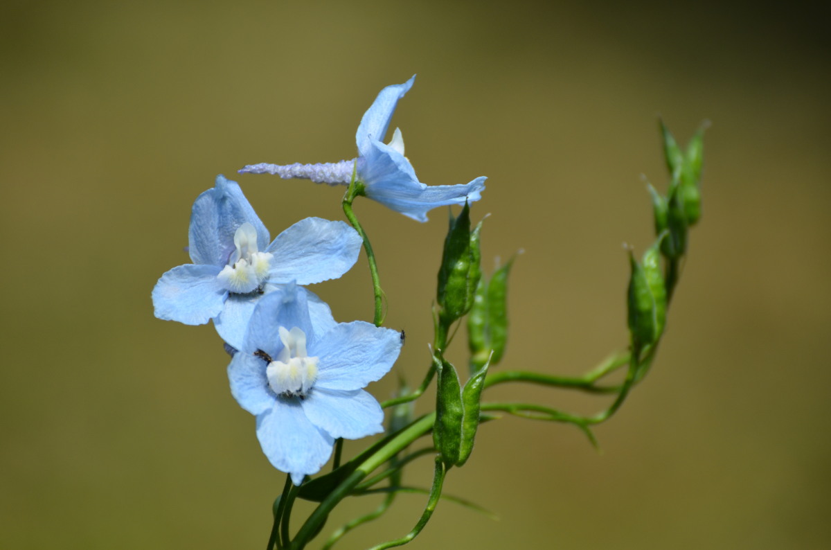 Delphinium Elatum