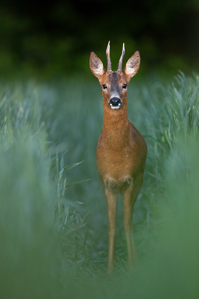 am Waldrand