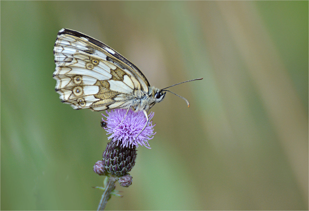 Schachbrettfalter