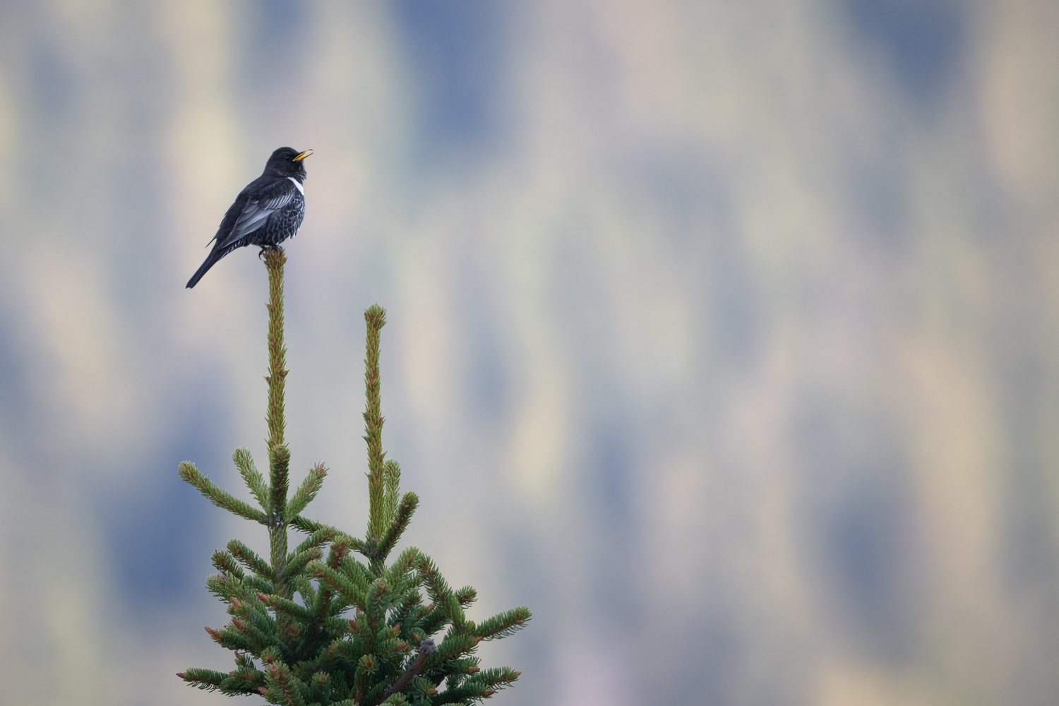 Morgengesang der Ringdrossel