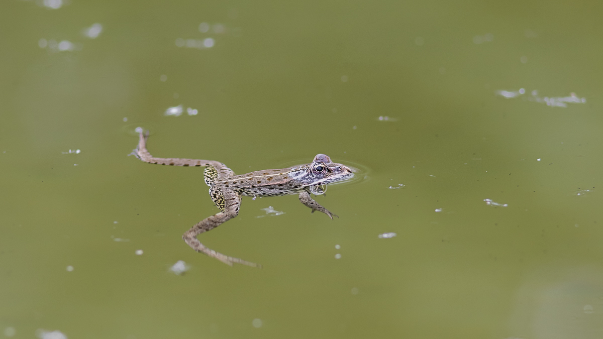 Junger Teichfrosch