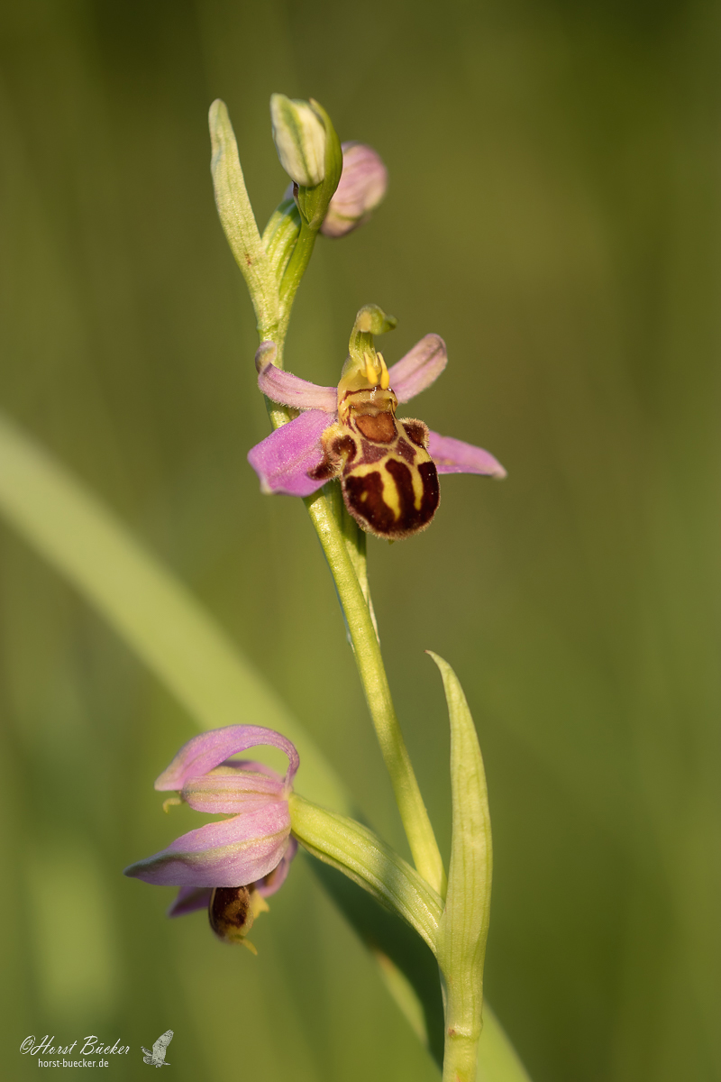 Bienen-Ragwurz