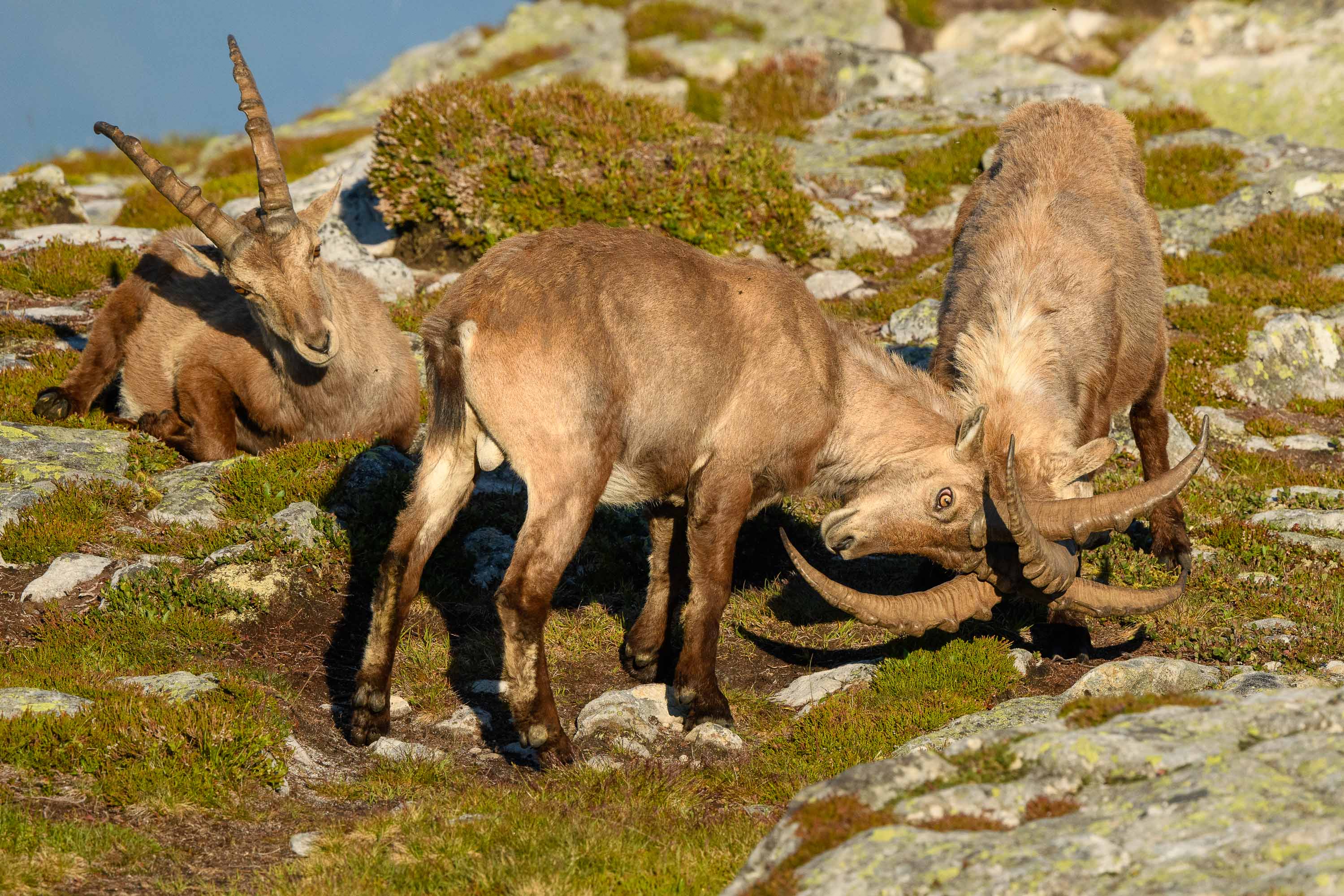 Schlägerei unter halbstarken Steinböcken