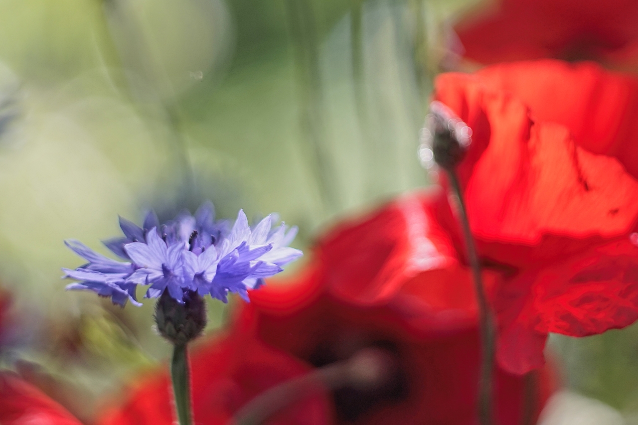 Feldblumen