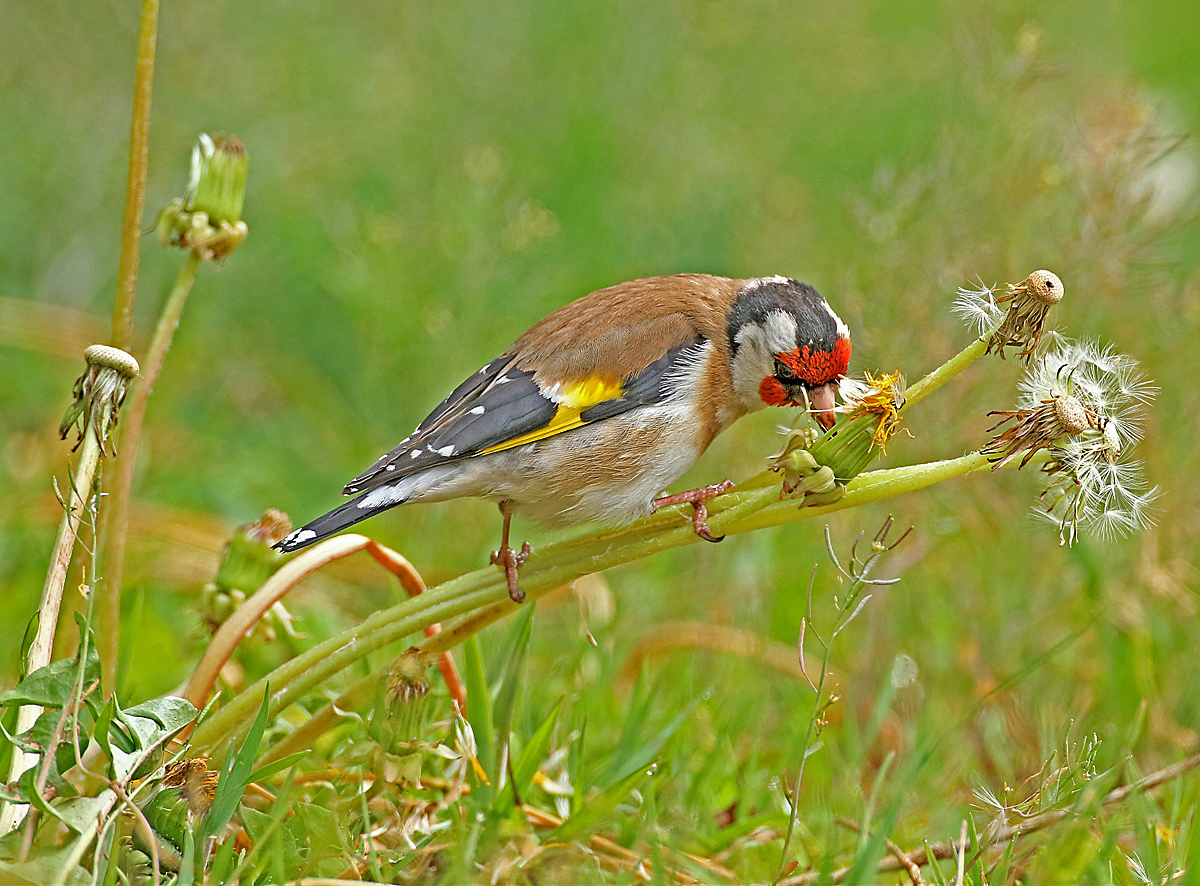 Distelfink Stiegltz bei den Pusteblumen