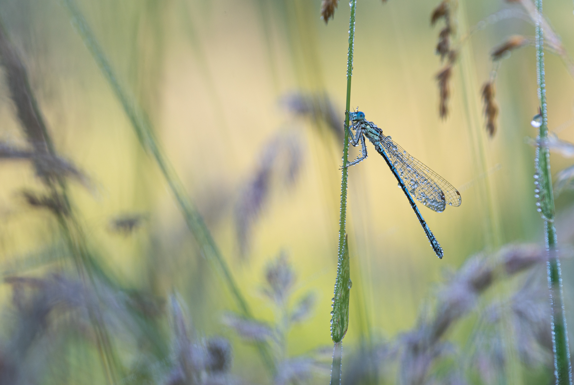 ____in der Wiese______