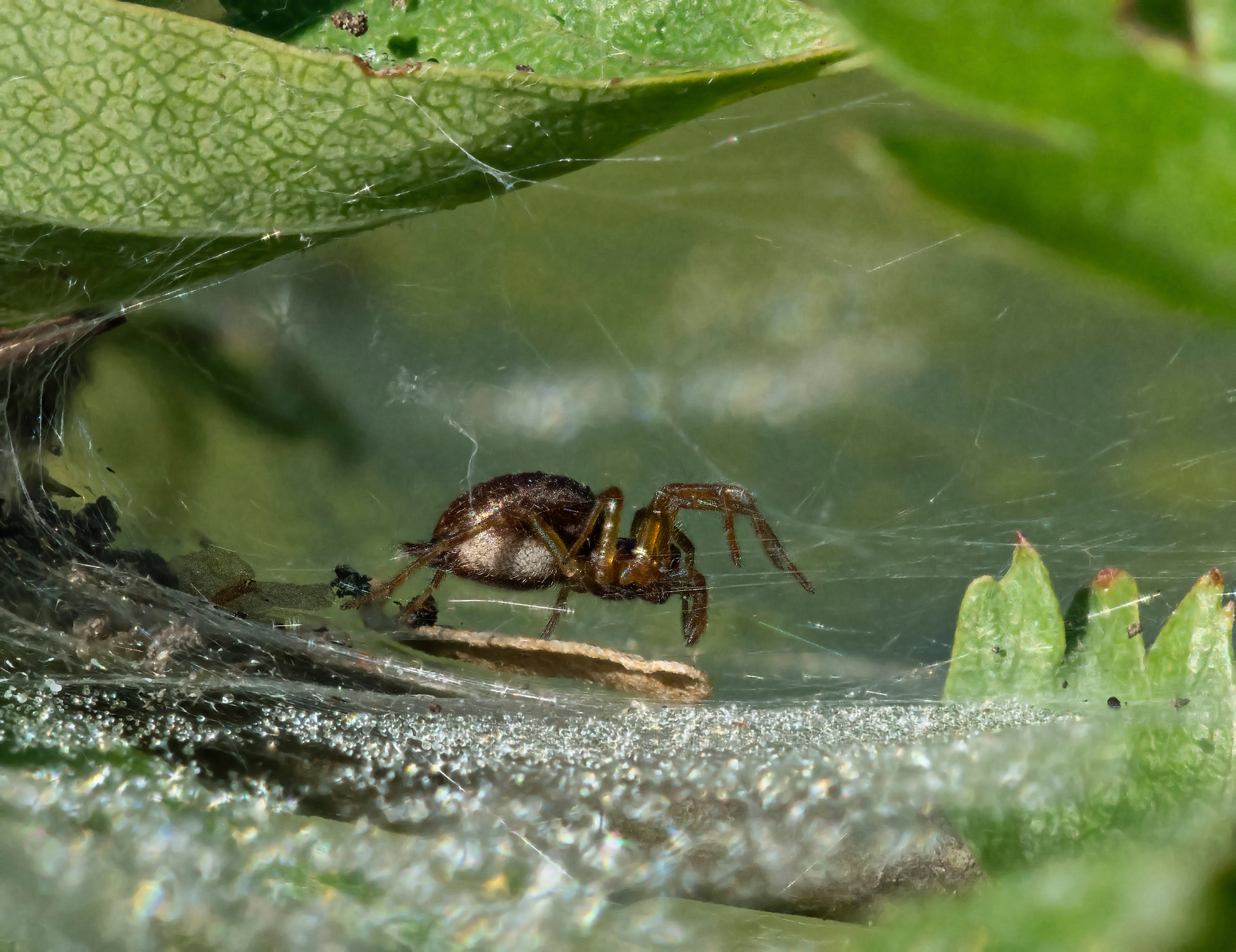 Spinne (Forum für Naturfotografen)