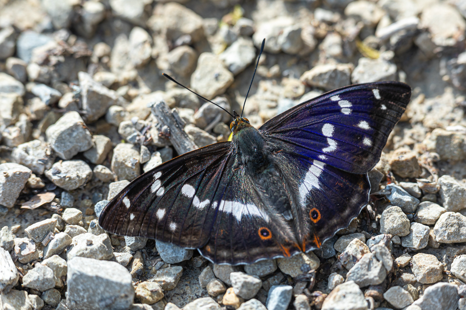 Grosser Schillerfalter