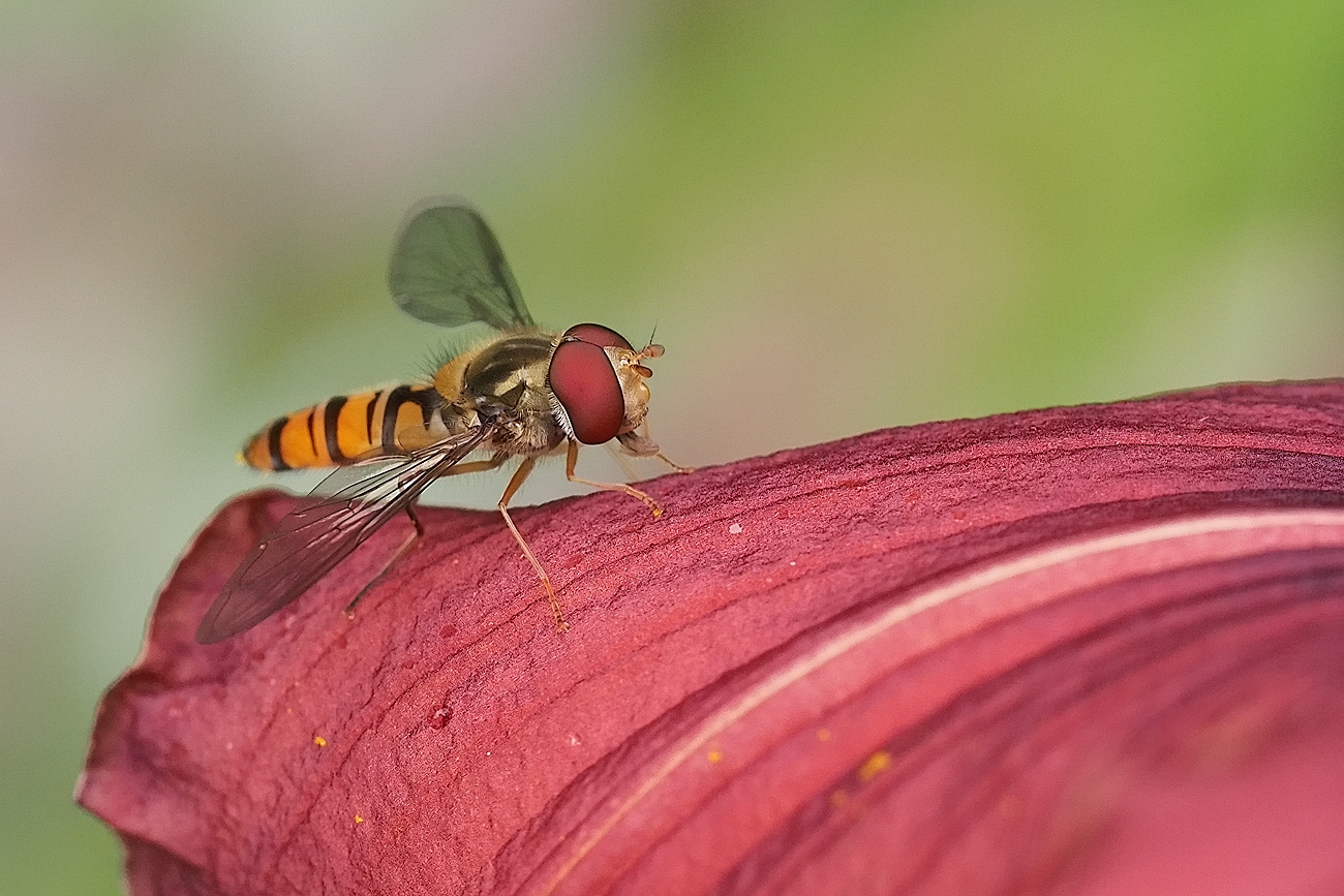 auch eine Schwebfliege macht mal Pause...