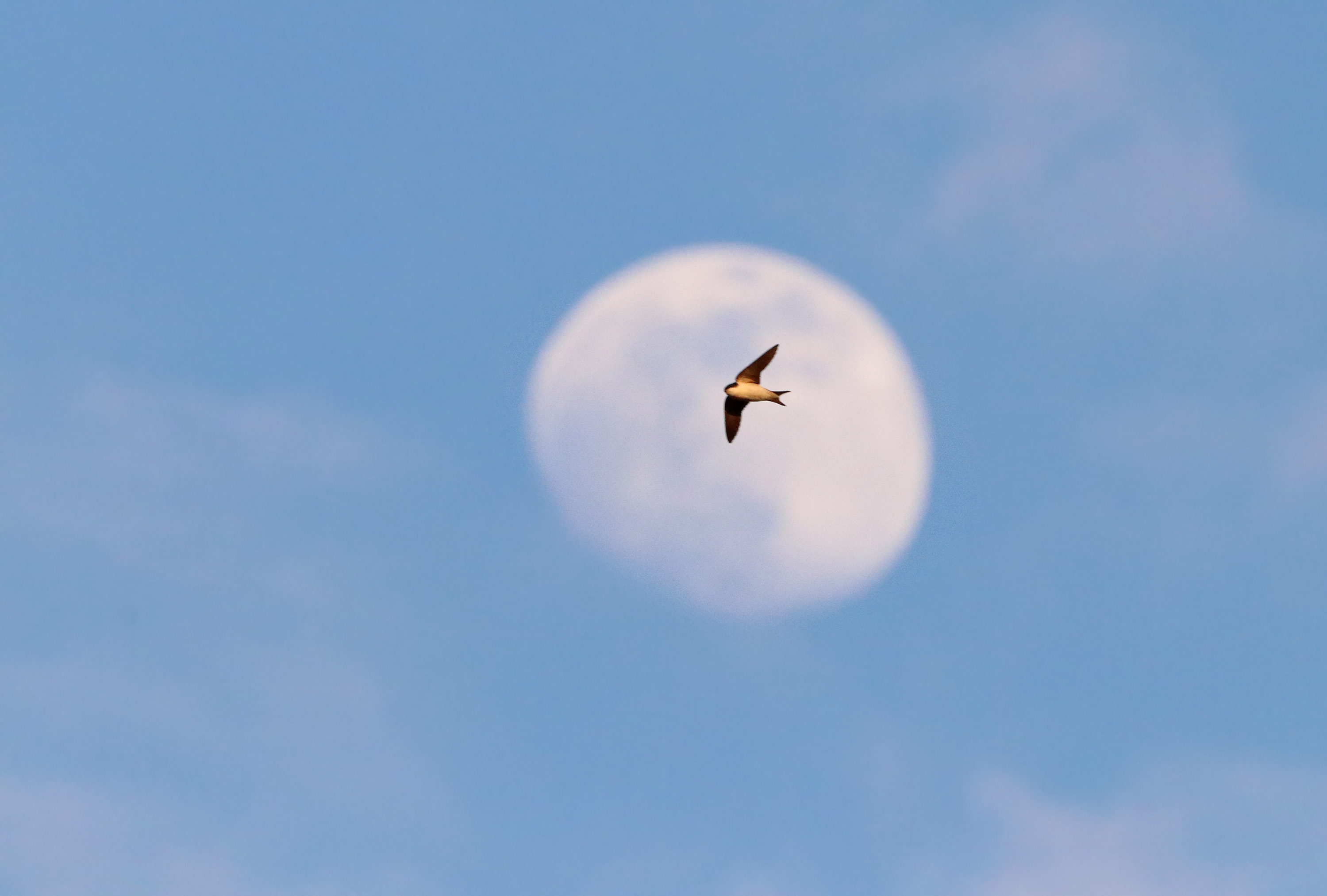 Mehlschwalbe vor dem Mond