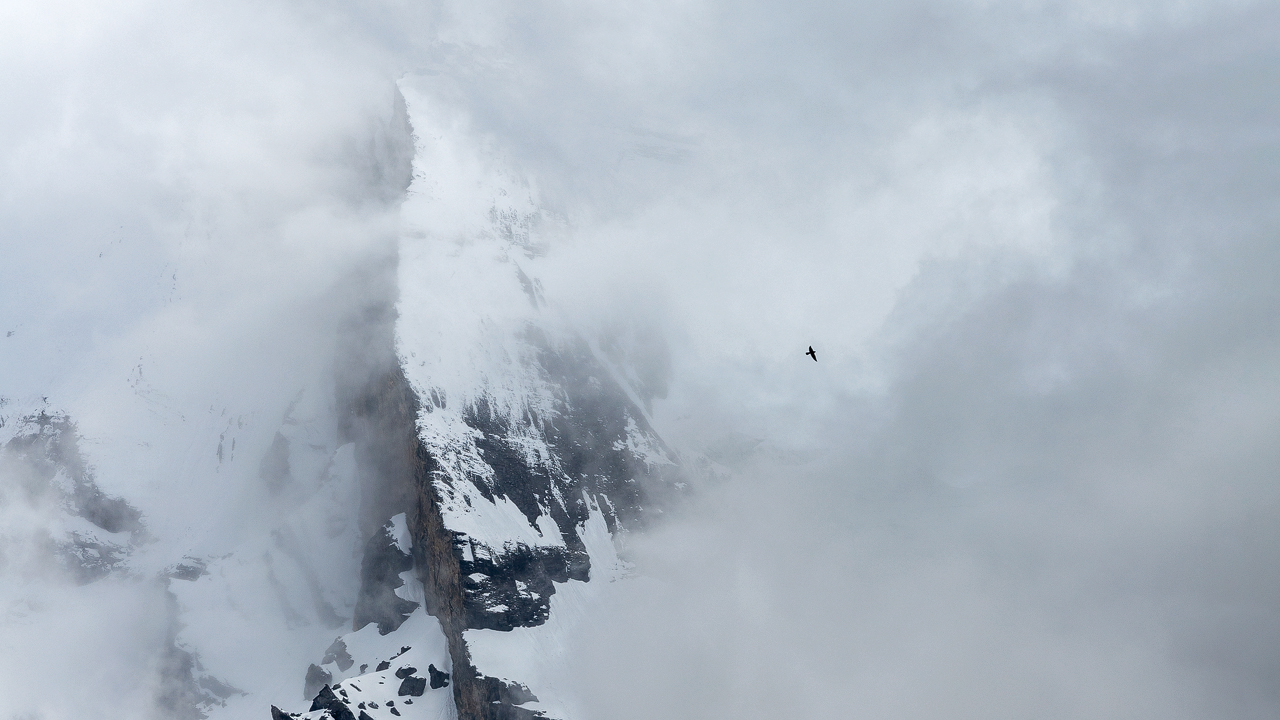 Alpendohle im Element