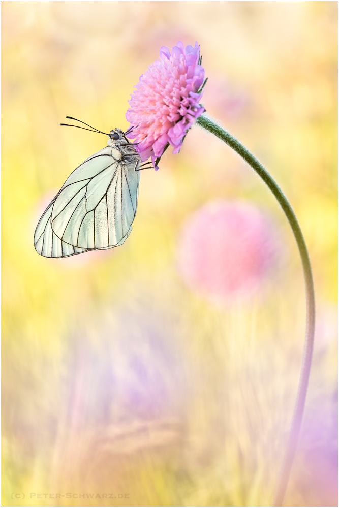 Baumweißling (Aporia crataegi)