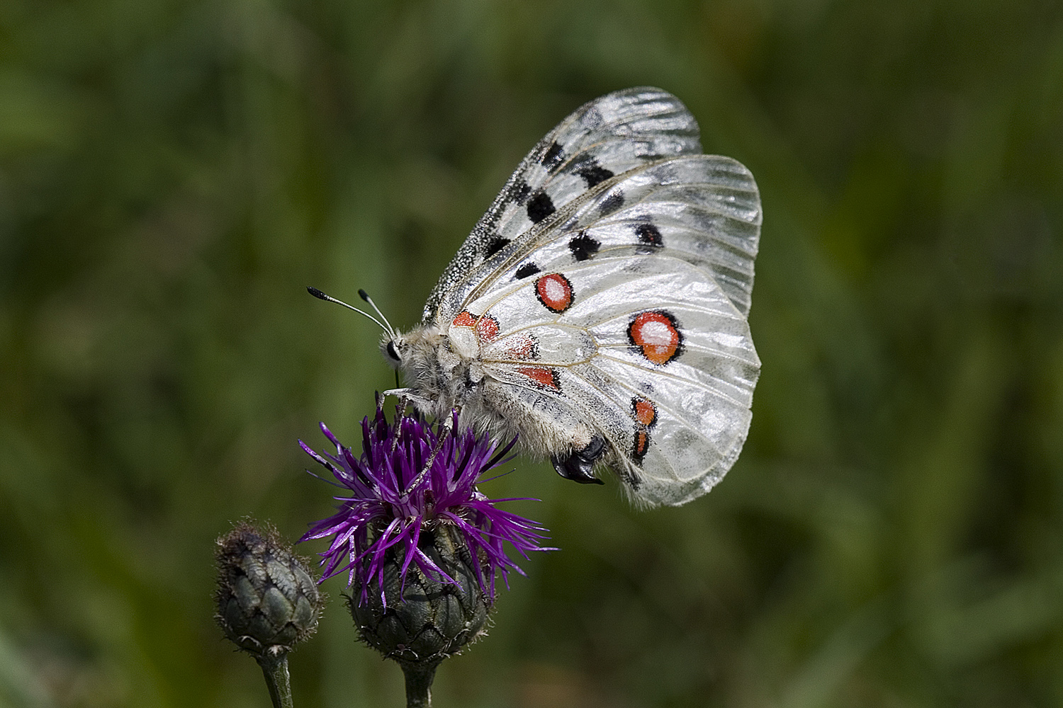 Apollofalter (Parnassius apollo)