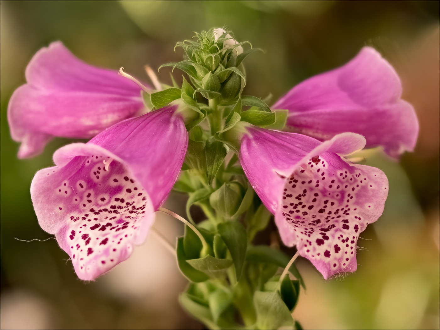 Roter Fingerhut -Digitalis Purpurea