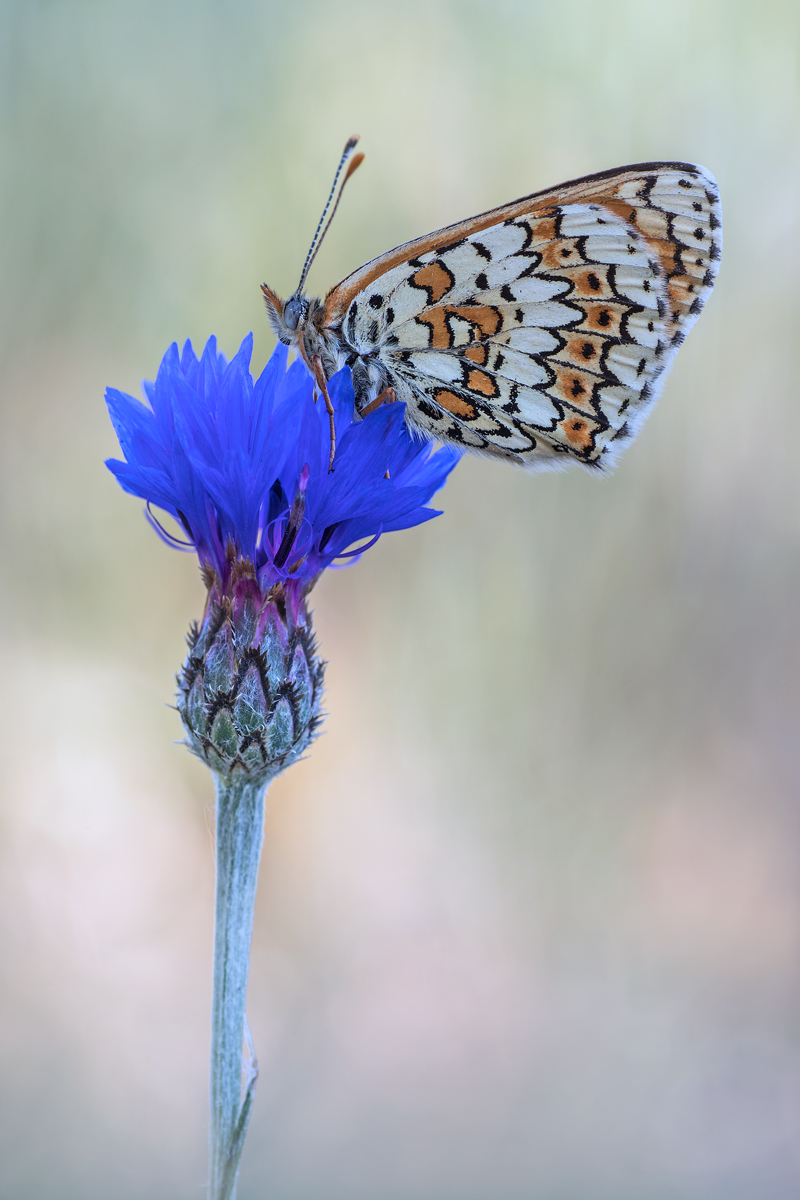 Kornblumenblau....