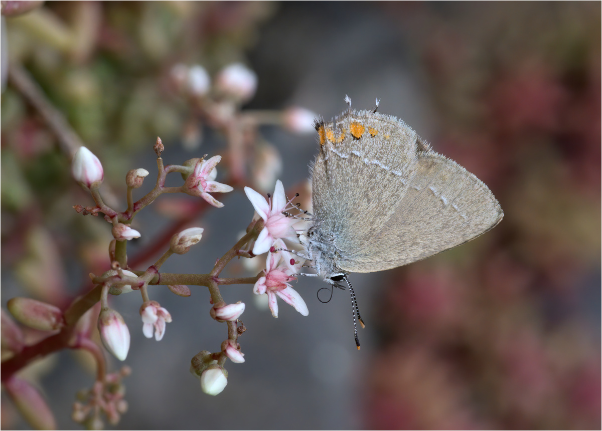 Schlehen-Zipfelfalter (Satyrium acaciae)