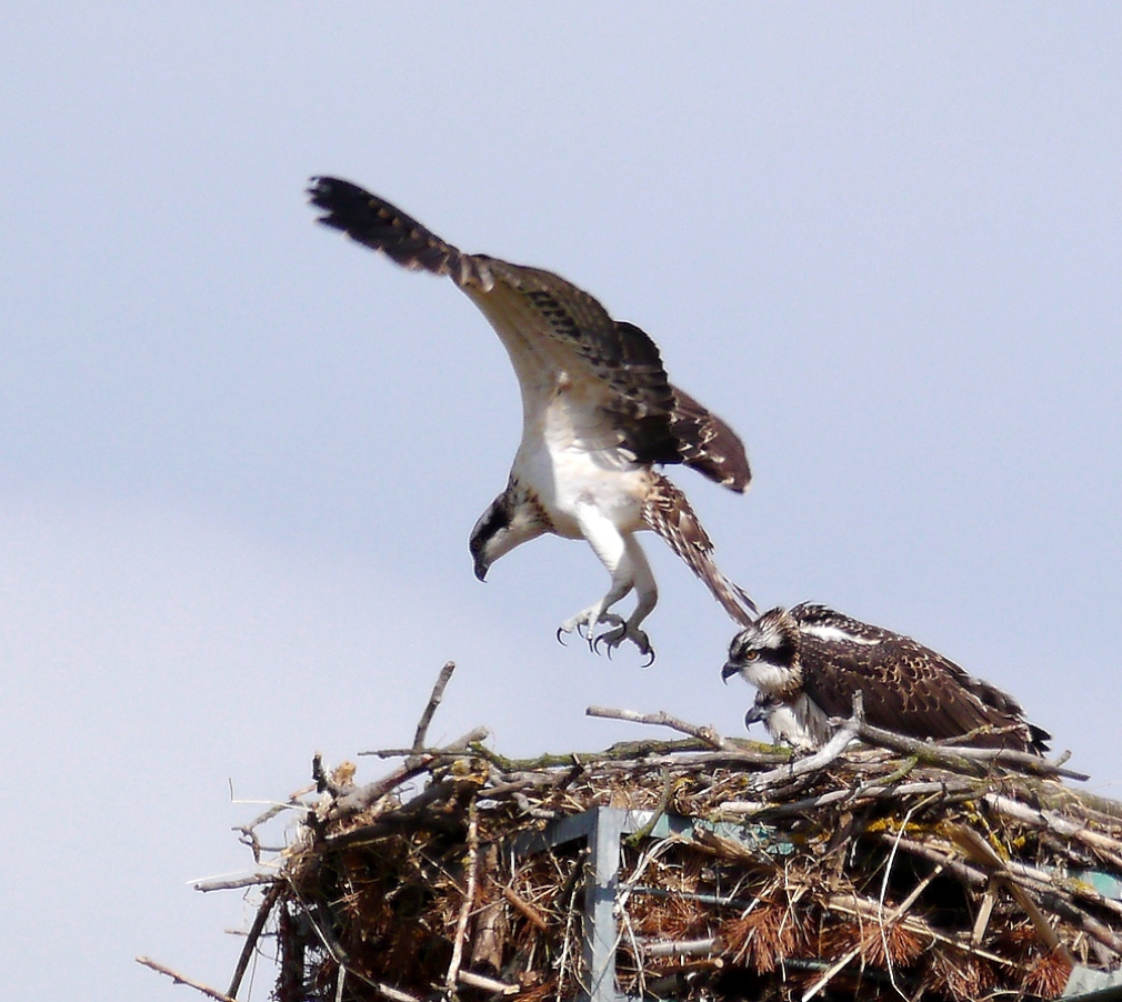 Flugschule bei Fischadlers