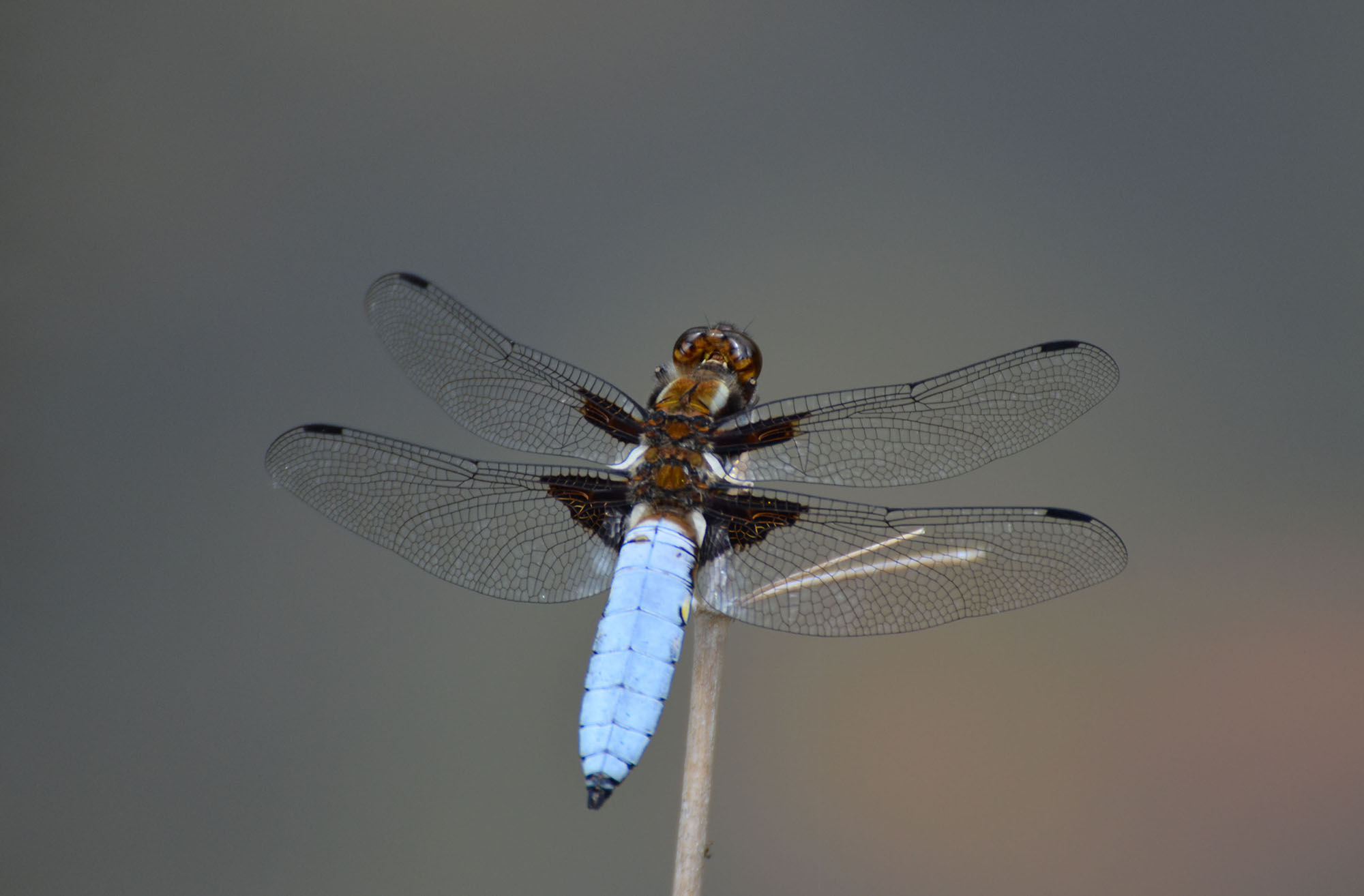 Libellula depressa - Plattbauchlibelle