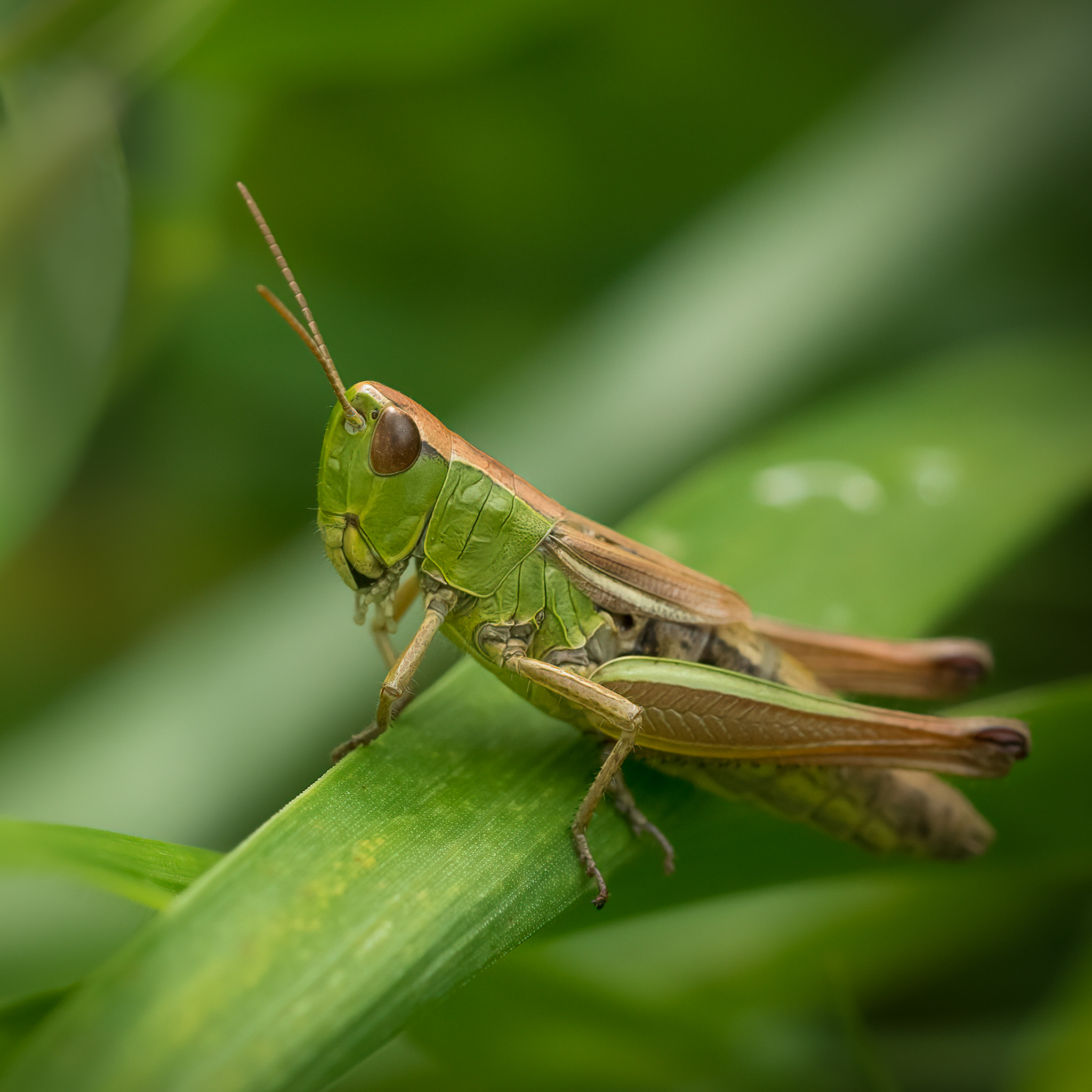 Grasshopper