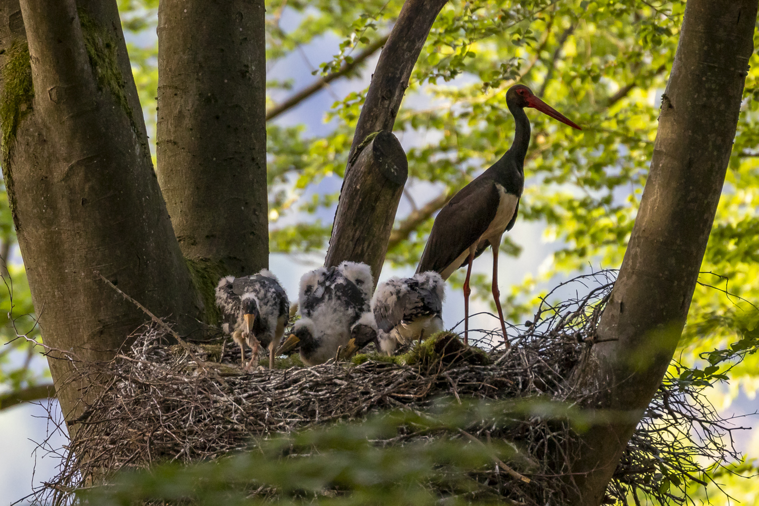 Familie Schwarzstorch