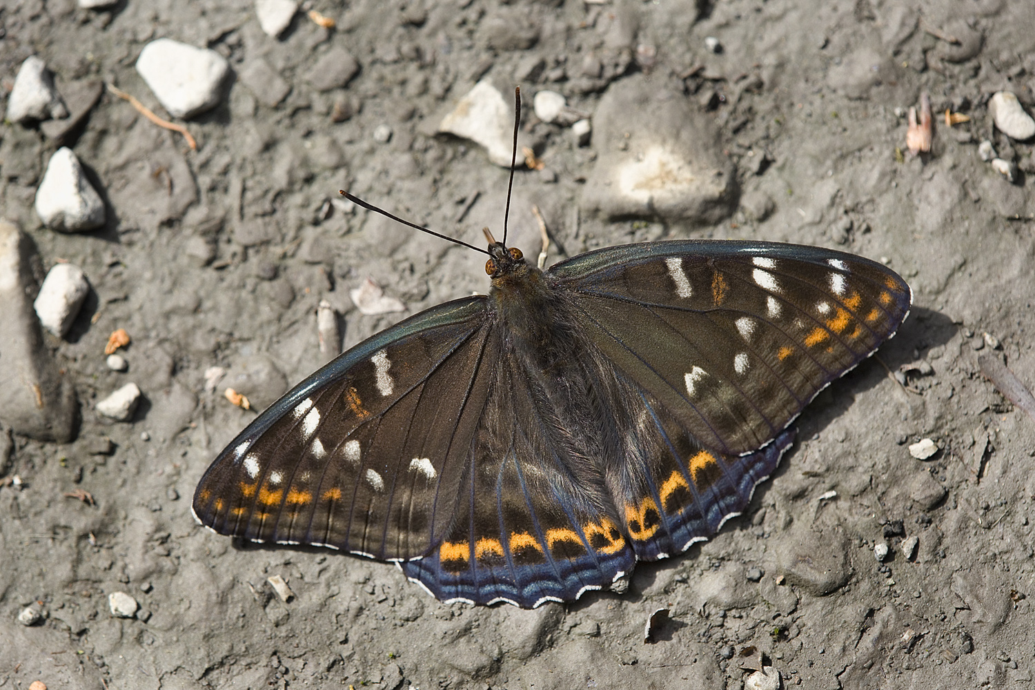 Grosser Eisvogel (Limenitis populi)