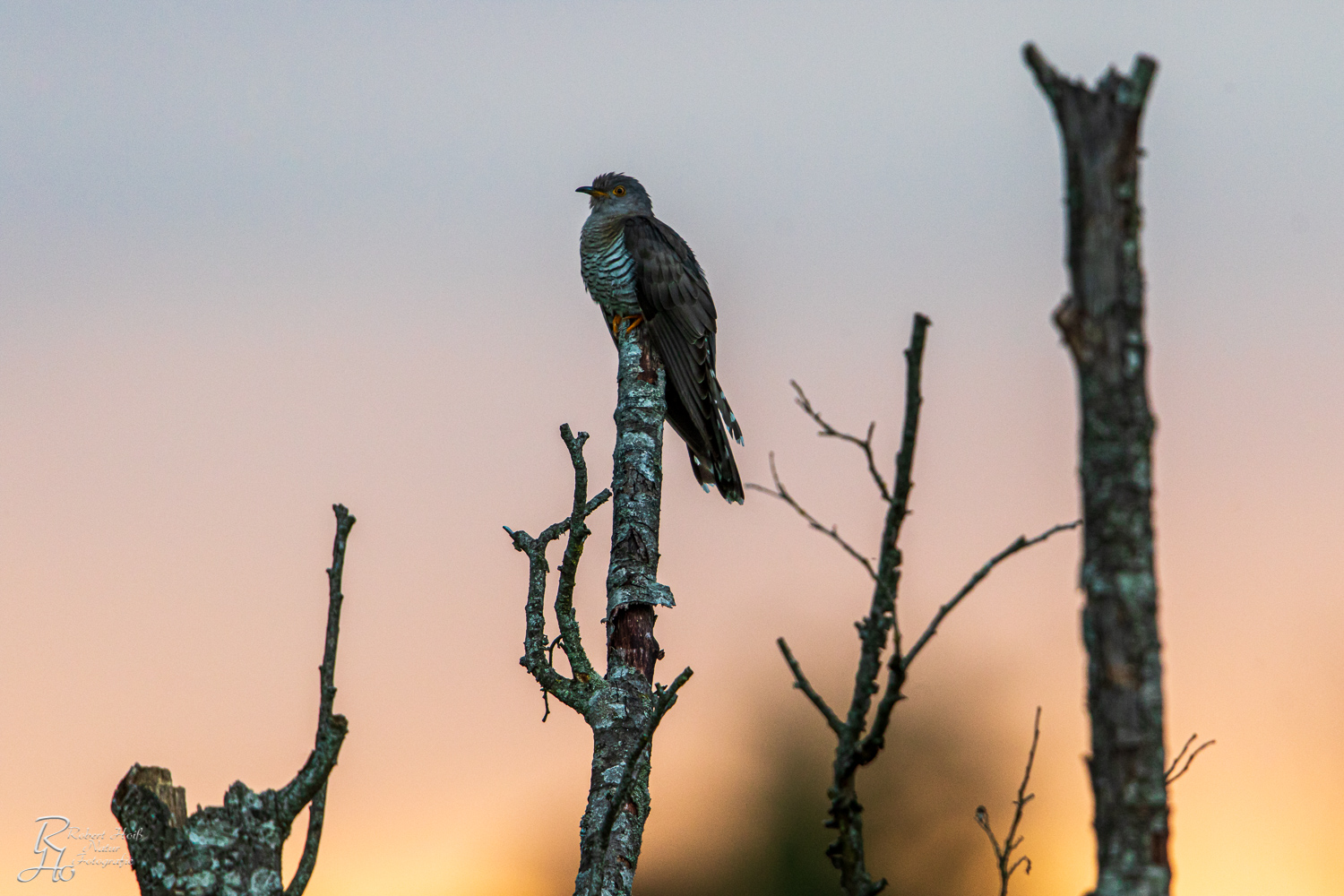 Kuckuck im Abendlicht