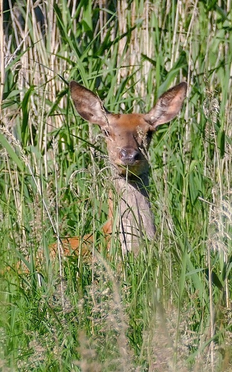 Huch - wer ist da?