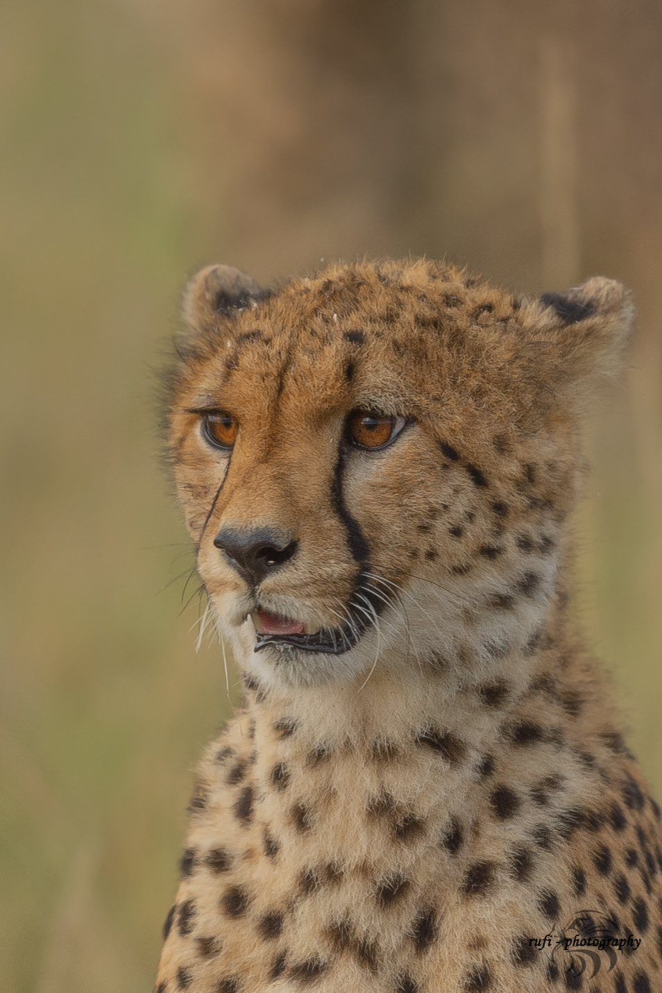 Gepard in der Masai Mara