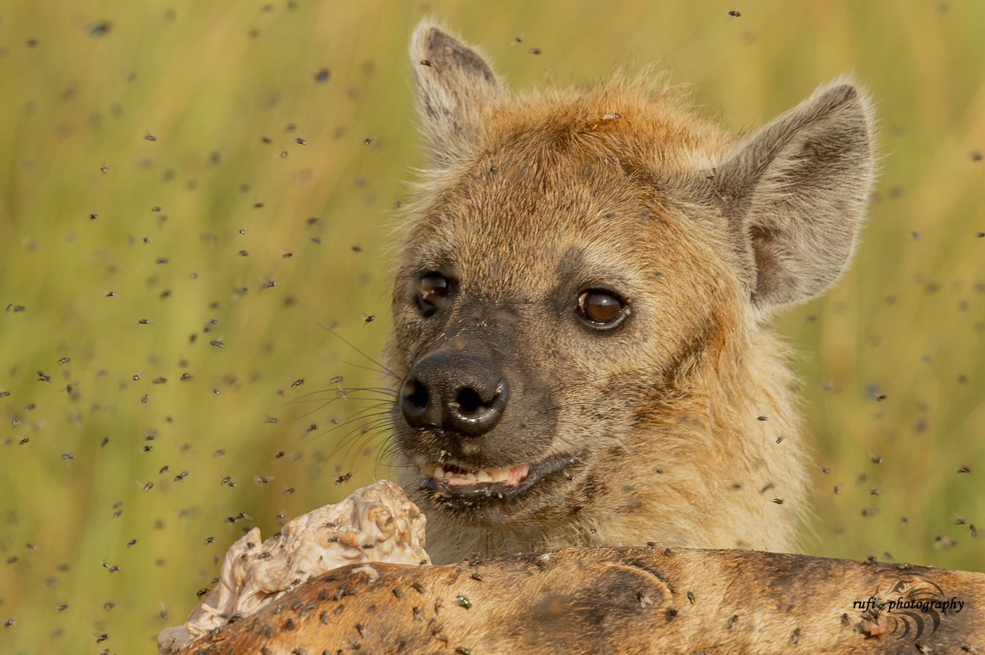 Hyäne in der Masai Mara