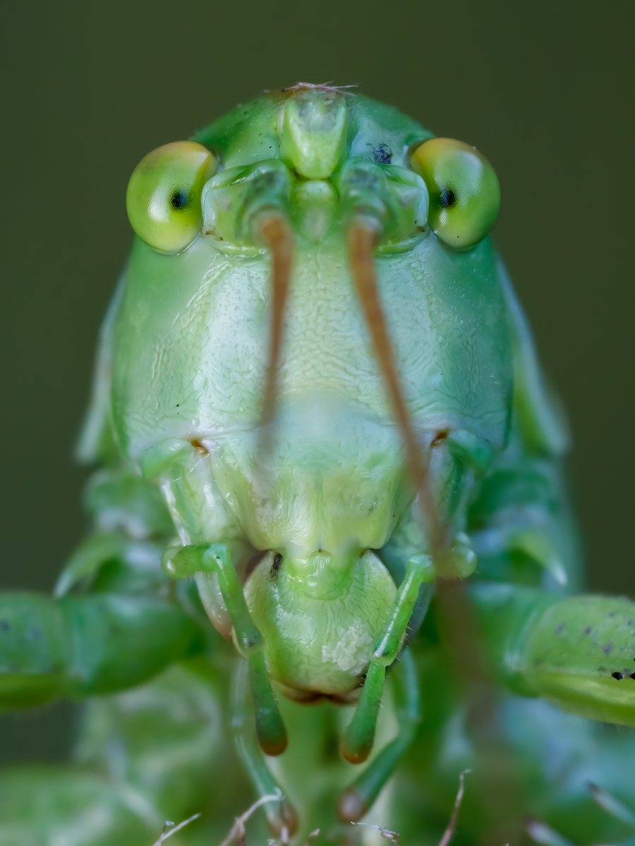 Die Aliens sind unter uns ...
