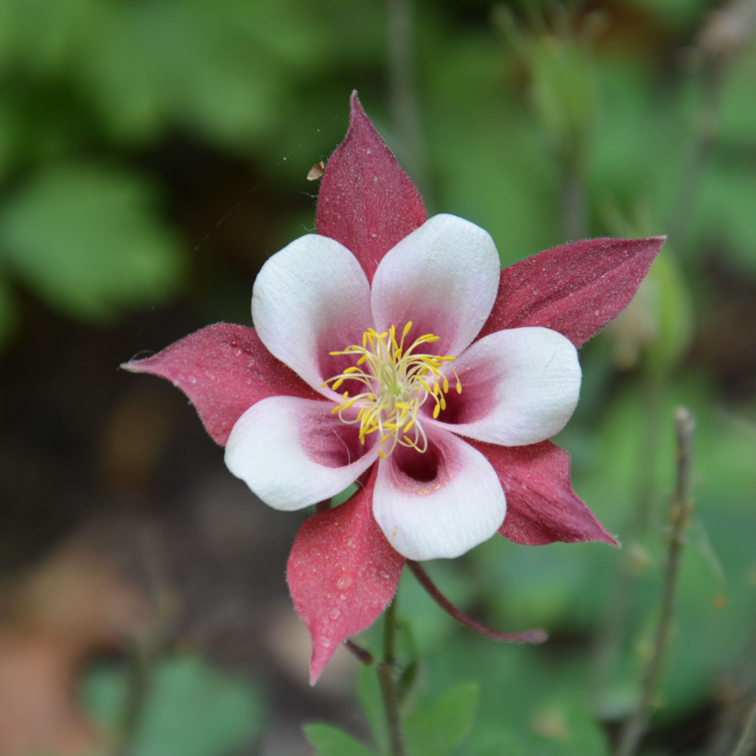 aquilegia songbird cardinal