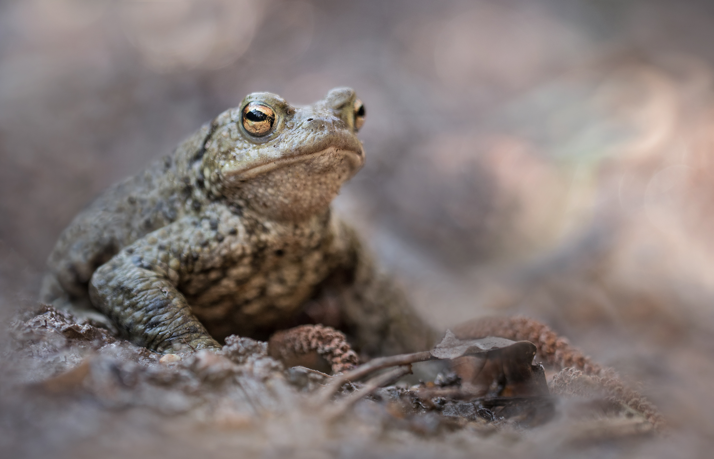 Bufo spektralis