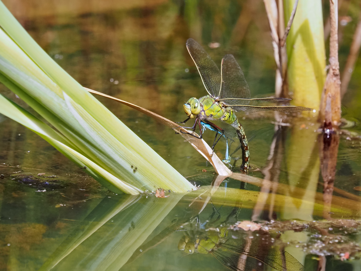 Königslibelle auf Azurjungfer