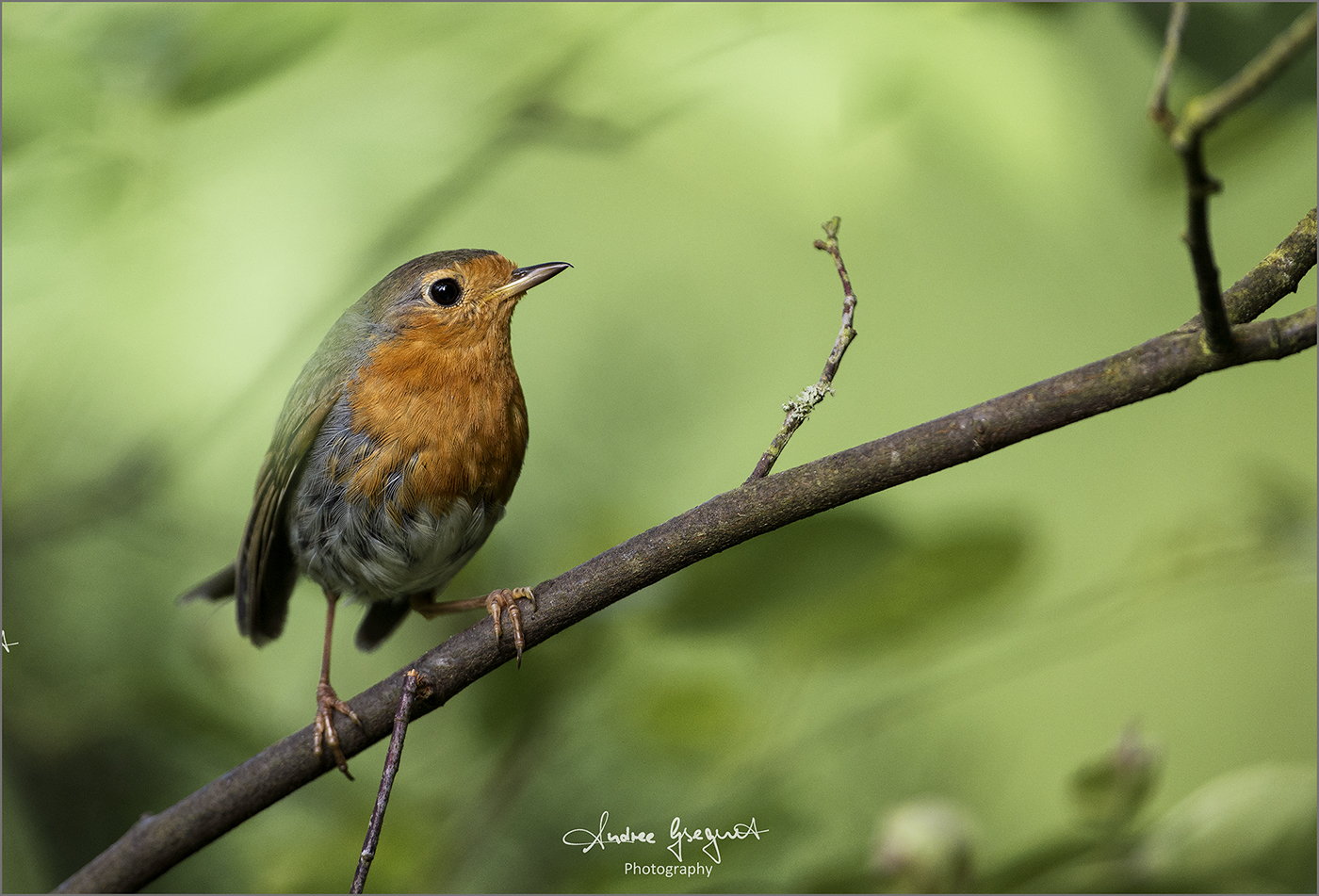 Garten Robin