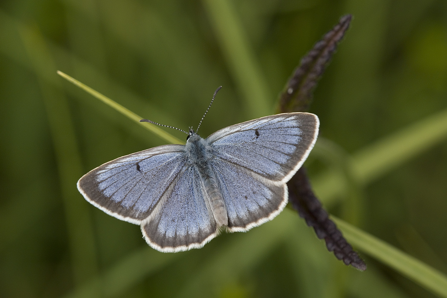 Heller Wiesenknopf Ameisenbläuling