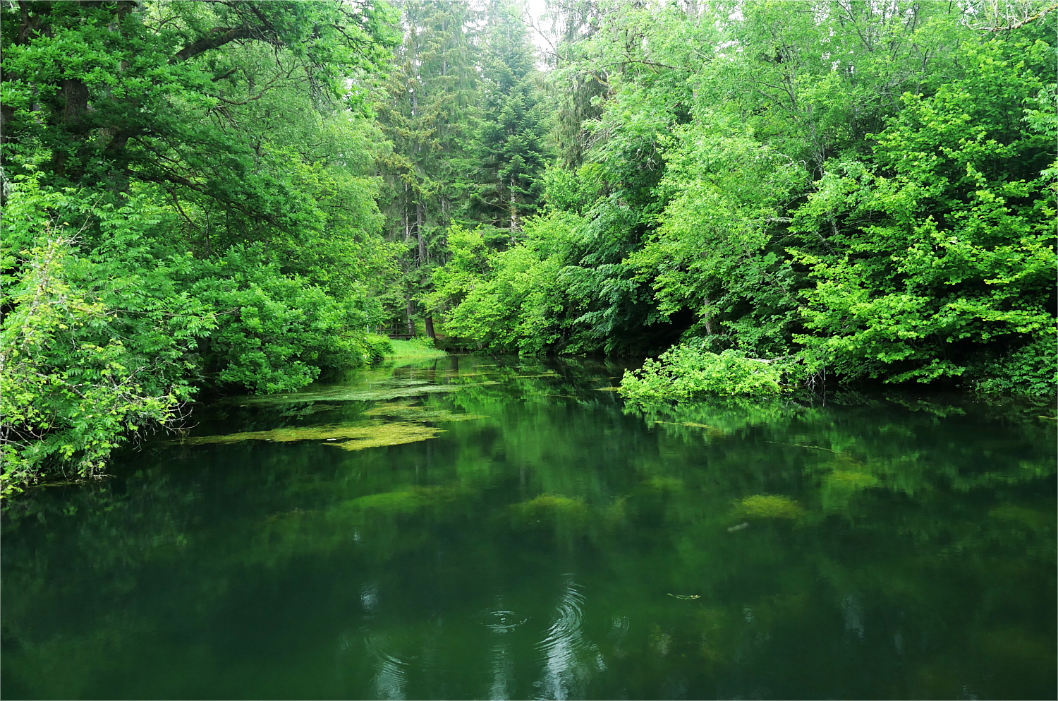 Teich im Grünen