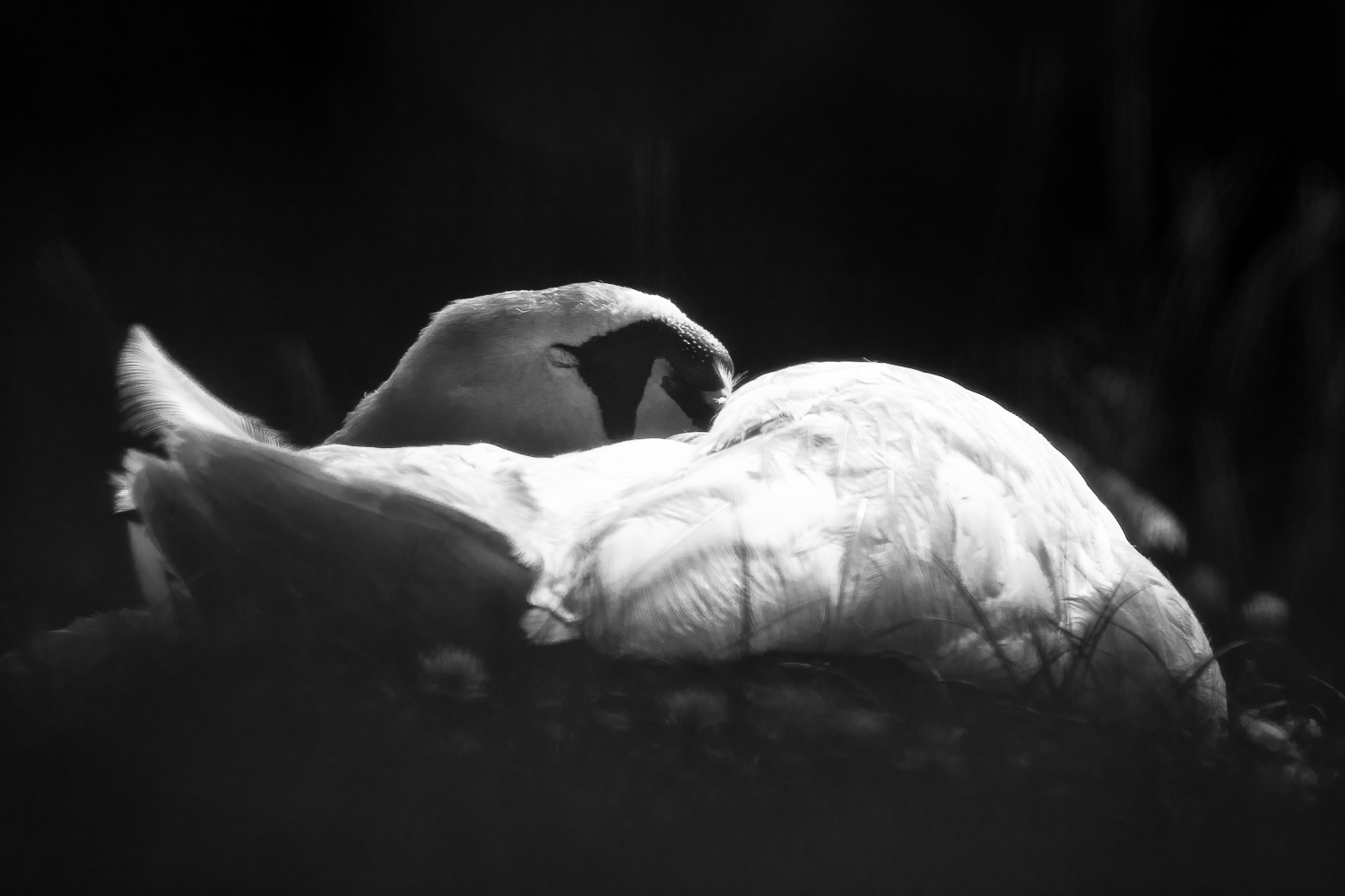 schlafender Schwan