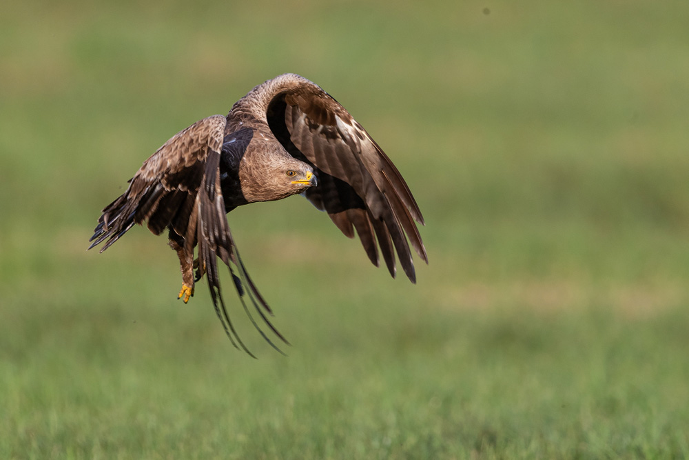 Schreiadler im Flug