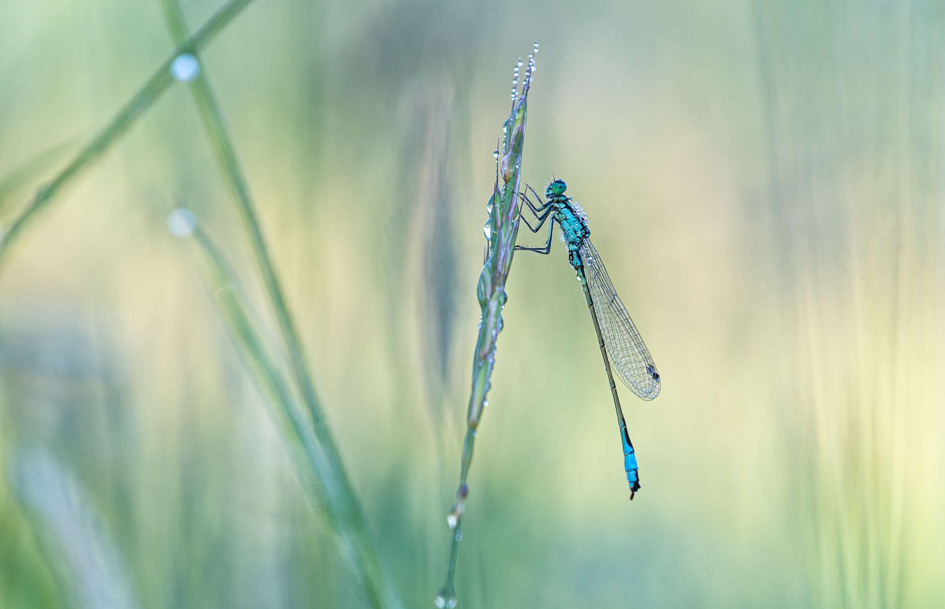 ____große Pechlibelle_______