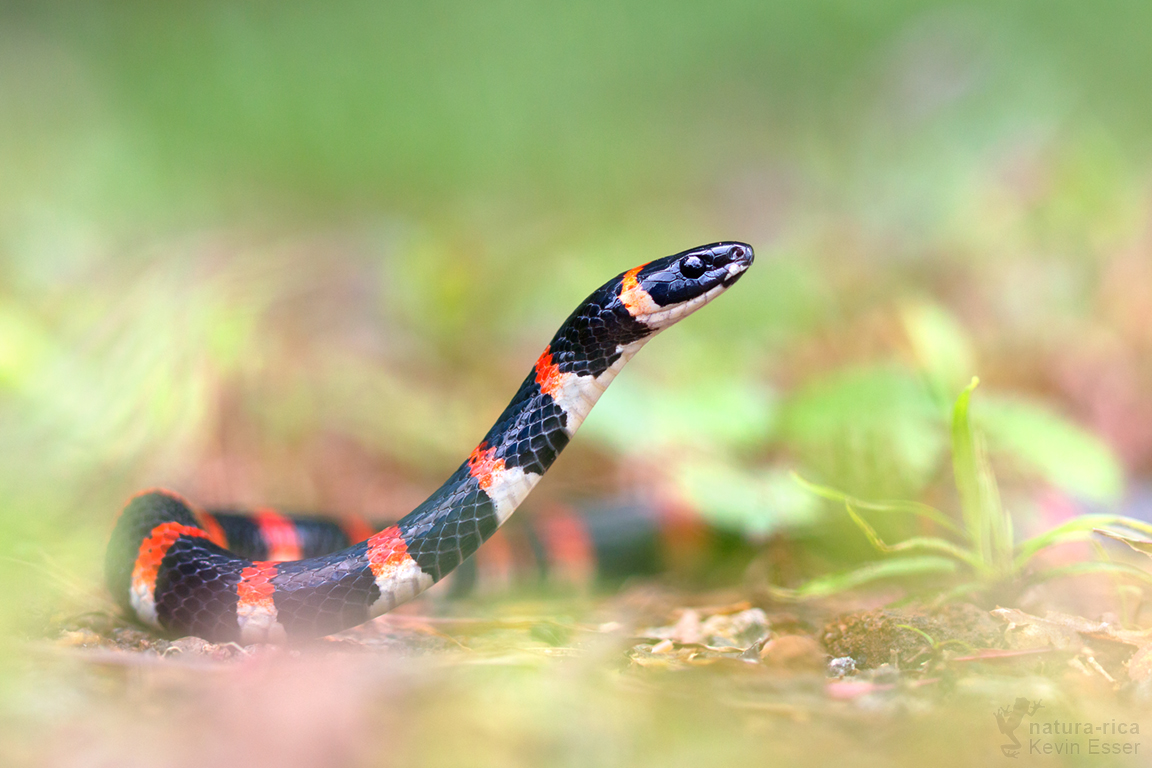 Pliocercus euryzonus
