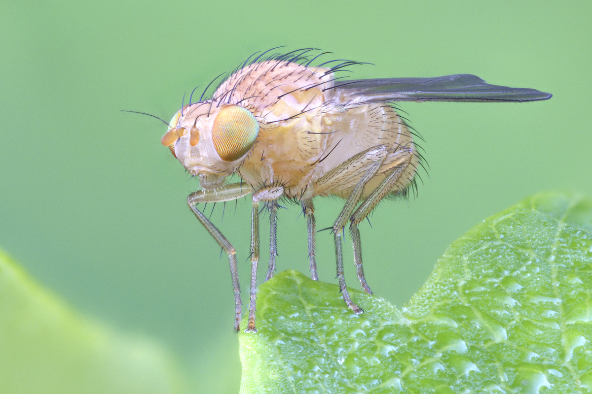 Die Fliege