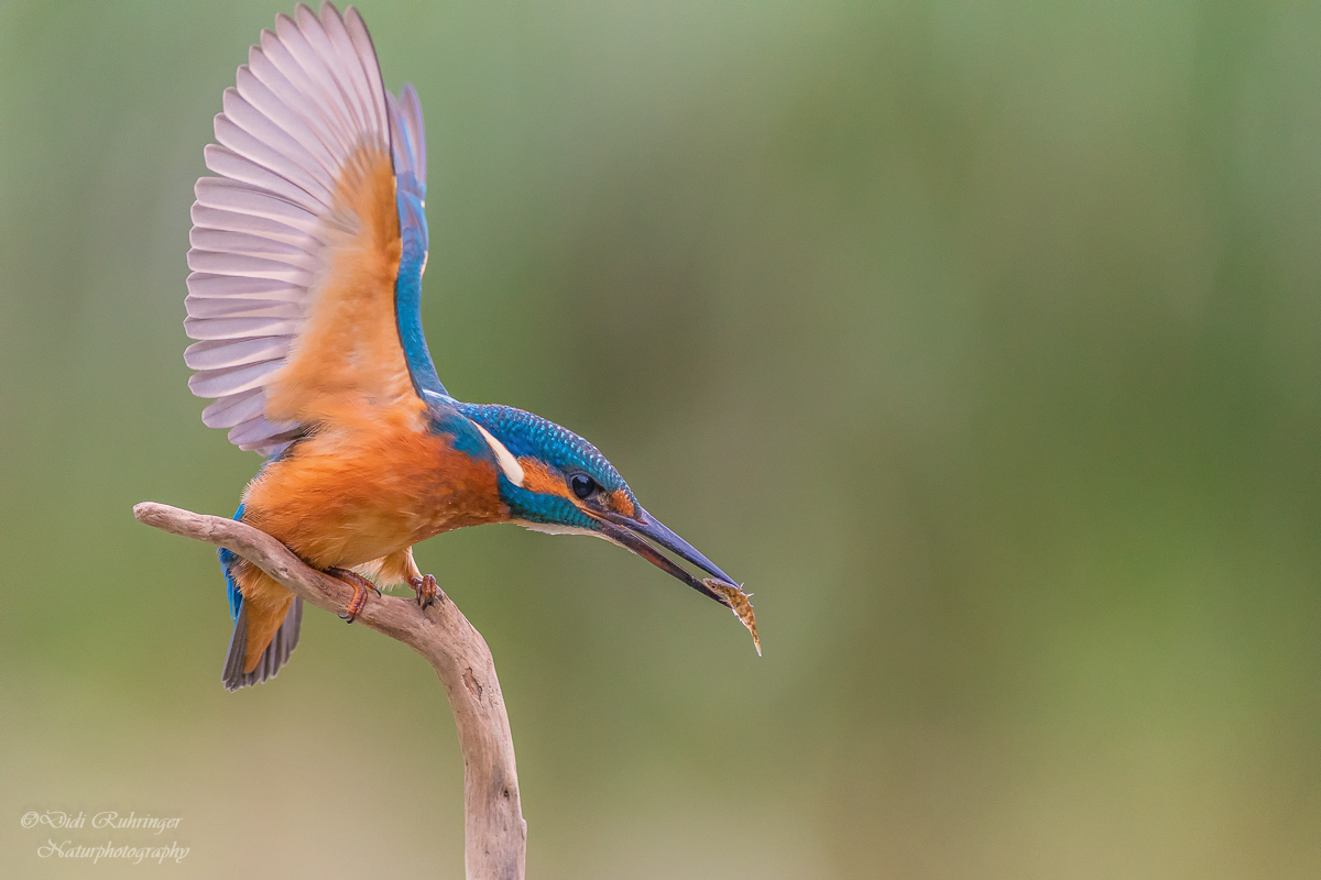 Eisvogel
