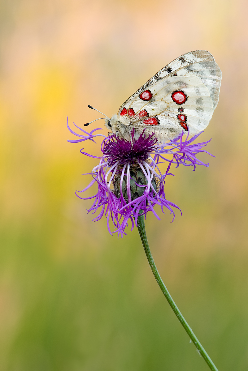 fleurs et papillon