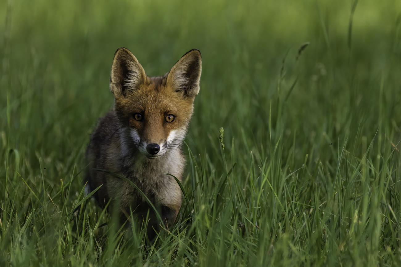 Neugieriger Jungfuchs