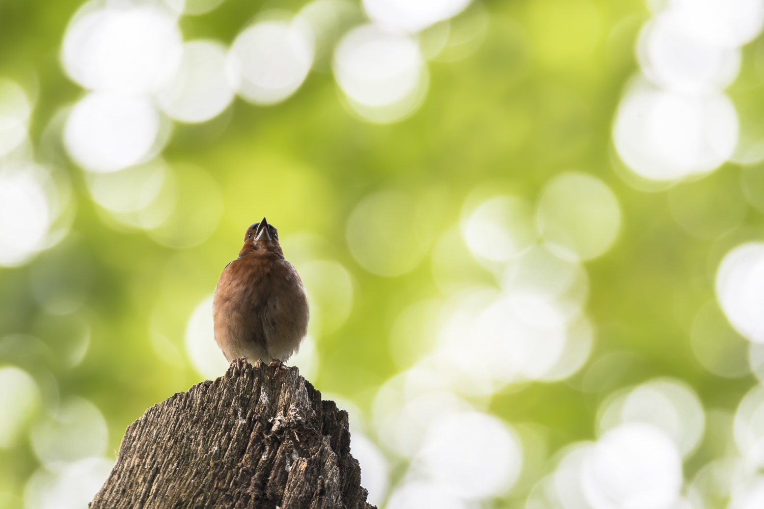 Der Gesang des Buchfinken