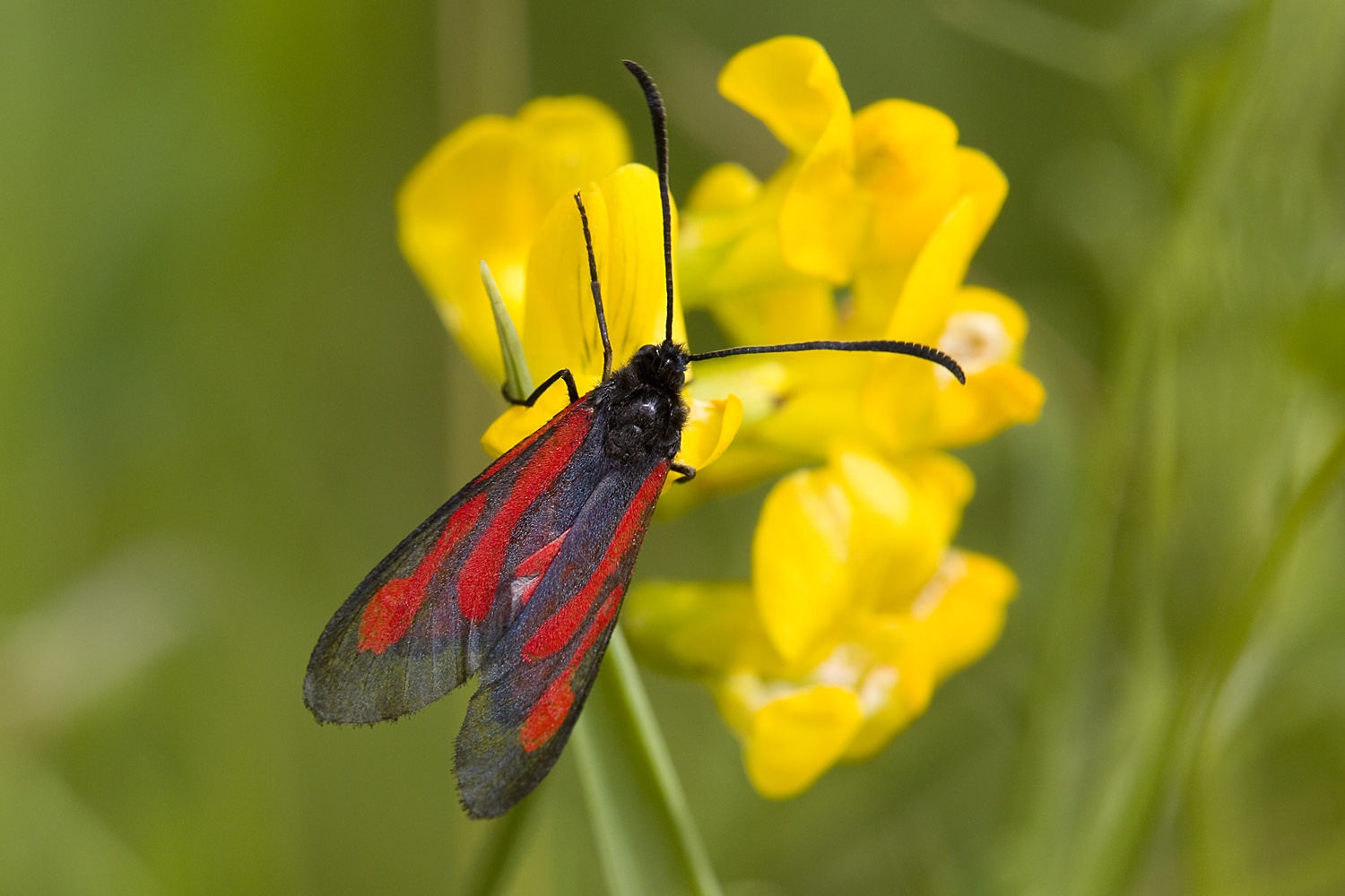 Zygaena osterodensis