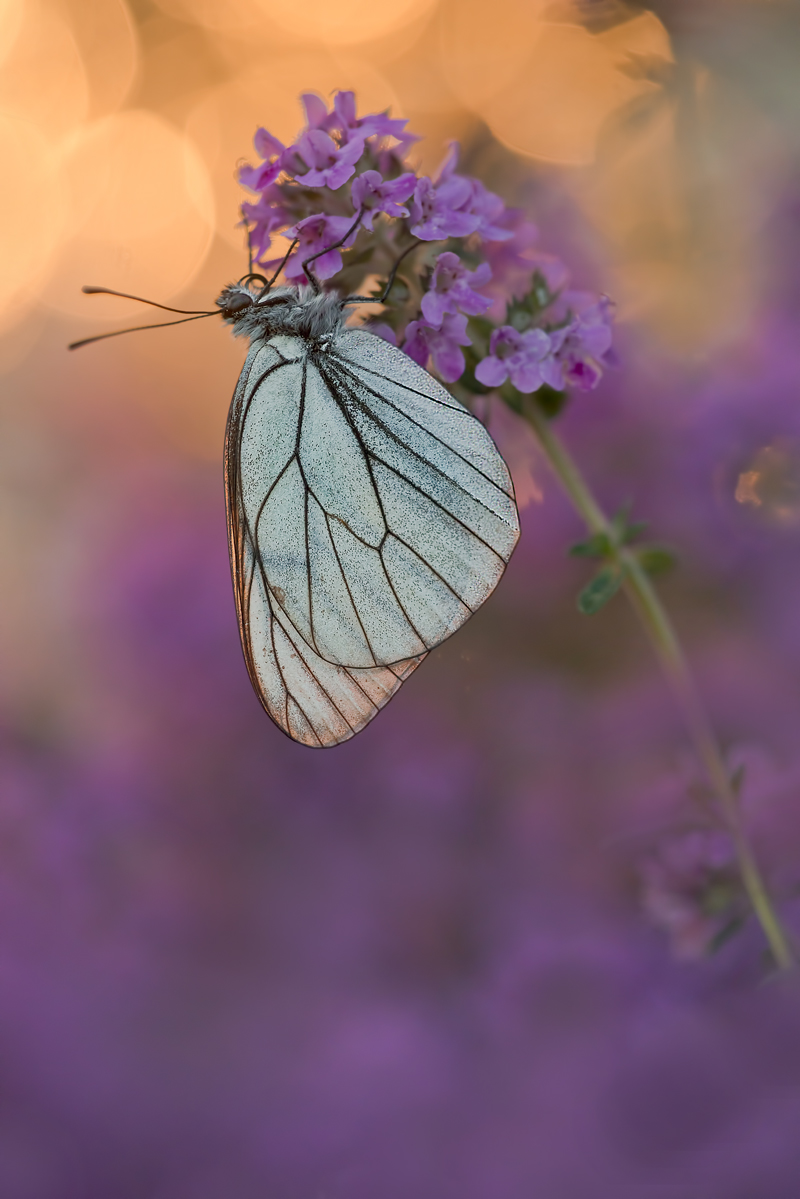 Violettes Bettgeflüster