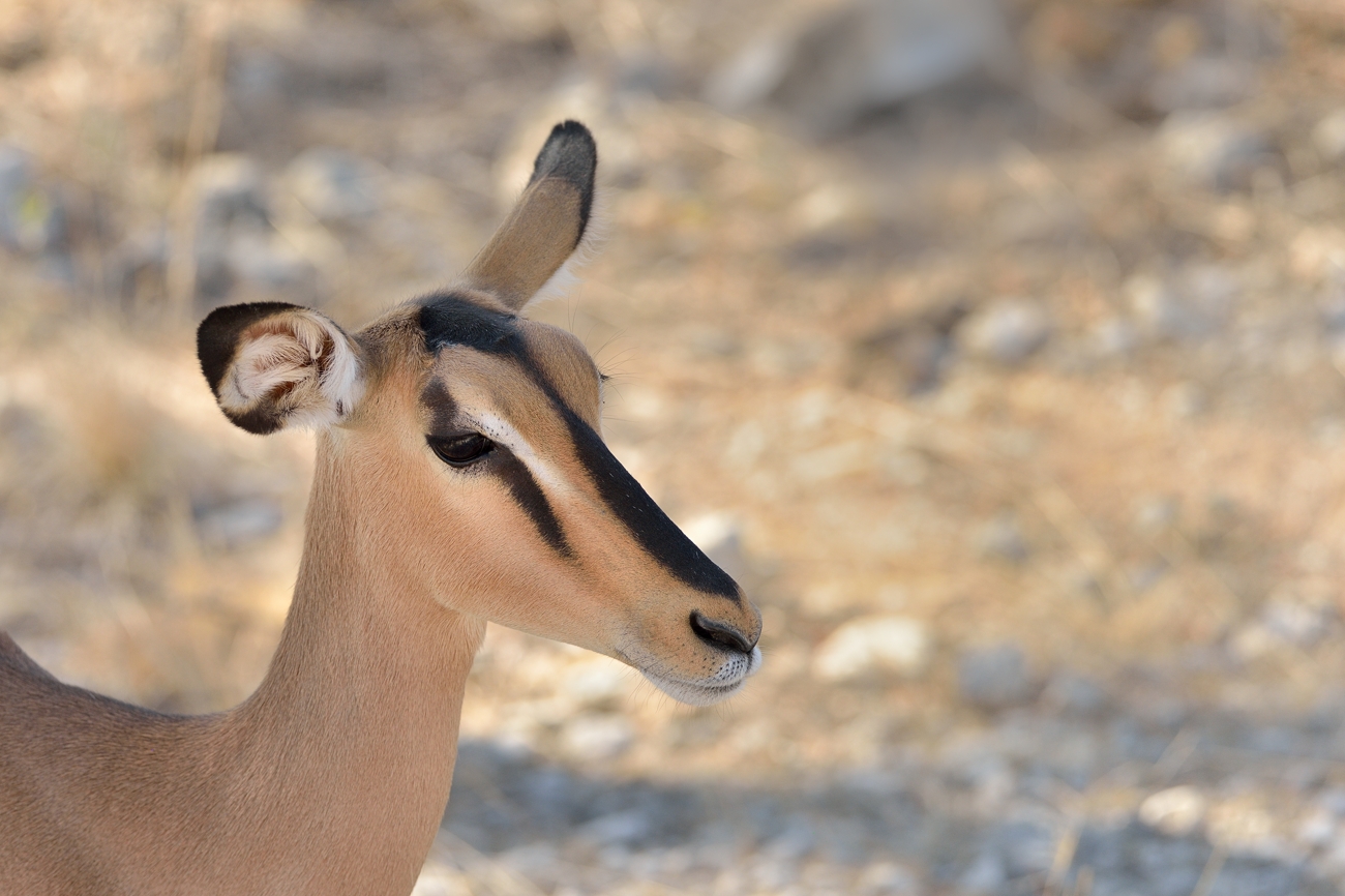 Schwarznasenimpala